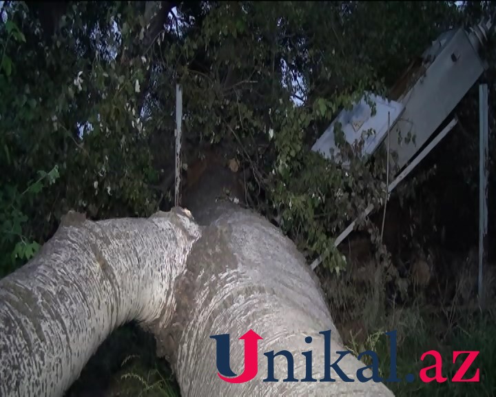 Goranboyda külək irigövdəli ağacı transformatorun üzərinə aşırdı - FOTOLAR